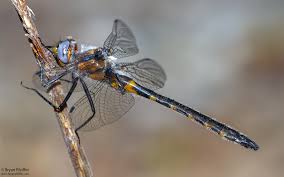 Image result for Hunteria myriantha