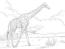 Giraffe Coloring Pages Free Printable Cute Giraffe Coloring Pages Giraffe Coloring Pages Free Coloring Pages Animal Coloring Pages