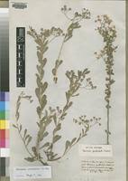 Image result for Vernonia cinerascens