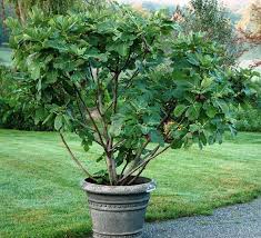 Image Result For Chicago Hardy Fig Tree In Container Indoor Fig Trees Fig Tree Potted Trees