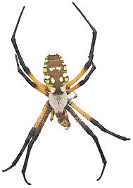 Texas is a huge climate transition zone ranging from deserts in the west to swamplands in the east. Texas Garden Spider Ewwwww Garden Spider Spider Garden Pests