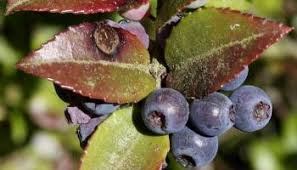 Image result for Vaccinium stanleyi