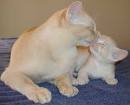 red burmese kittens | NATMAC BURMESE CATS KITTENS