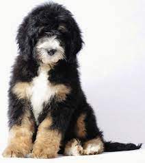 Bernedoodle Omg Sooo Cute Cute Animals Bernedoodle Cute Dogs