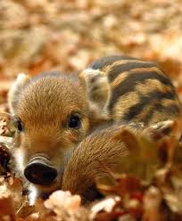 Pin By Lazaro Ramon On Piggy Hryushki Cute Animals Animals Wild Animals Beautiful