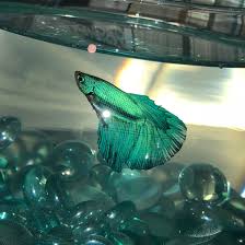Need Help With A Name For My New Dragon Scale Betta Bettafish