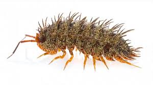 Image result for Callilepis laureola