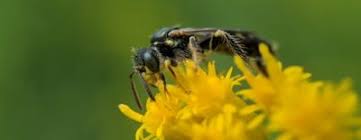 Image result for Isoglossa perdita