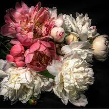 My Garden Peonies Flower Pictures Peonies Beautiful Flowers