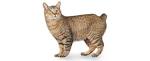 American Bobtail Cat Breed Profile | Petfinder