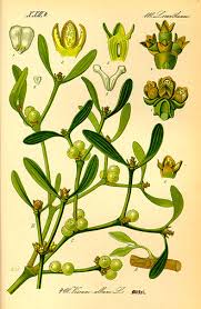 Image result for Viscum cylindricum