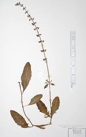 Image result for Platostoma