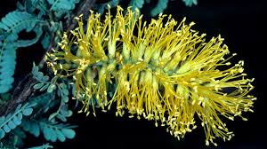 Image result for Fabaceae subfamily Caesalpinioideae