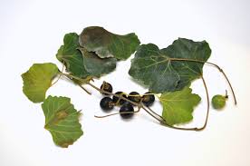Image result for Rhoicissus tomentosa