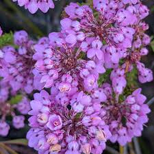 Image result for Schizaea pectinata