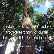 Pokok hutan tropika tertinggi dunia ditemui di sabah 2021, mungkin. Discover Tawau On Twitter Http T Co Lolj4wie86