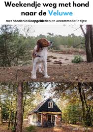 Pin Op Woef Welkom Eropuit Met Hond