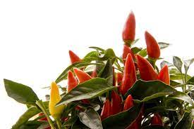 Mildest type is bell pepper or capsicum. Hydroponic Gardening 5 Resources That Will Help You Grow Without Soil Grow Hot Peppers