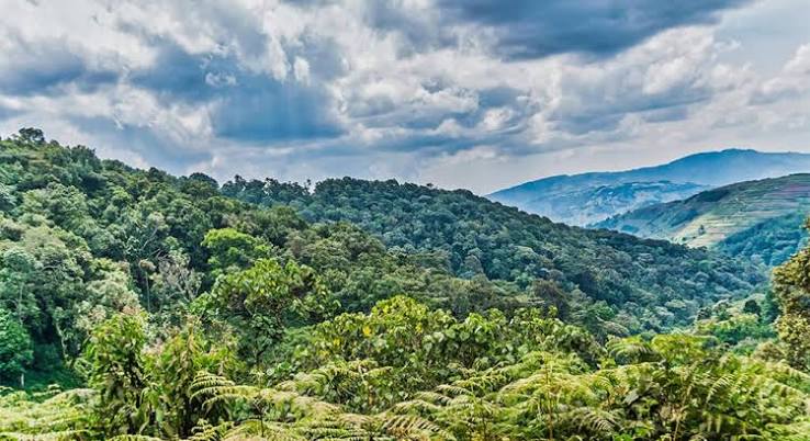 Lush mountainous rainforest landscape with dense green vegetation and rolling hills, illustrating gorilla trekking terrain in Uganda.