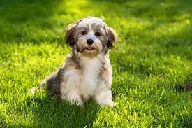 Pin Pa Pet Love 3