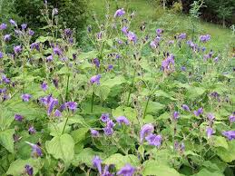 Image result for Strobilanthopsis