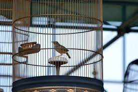 Perawatan burung kacer sangatlah penting untuk kondisikan burung di dalam kerodong dan lingkungan yang tenang selama satu hari penuh. Cara Membuat Sangkar Burung Kicau Yang Mudah Dan Sederhana Pertanianku