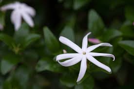 Image result for Jasminum multipartitum