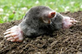 We did not find results for: Moles In The Garden Richard Jackson Garden