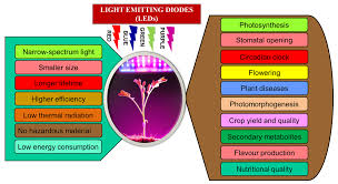 Stumbleuponresults.com has been visited by 100k+ users in the past month Sustainability Free Full Text Light Emitting Diodes Leds As Agricultural Lighting Impact And Its Potential On Improving Physiology Flowering And Secondary Metabolites Of Crops Html