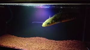 See full list on id.wikipedia.org Channa Jardini Marulioides