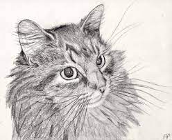 Pin On Drawing