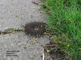 Ant Mounds In Lawns And Sidewalks Horticulture And Home Pest News