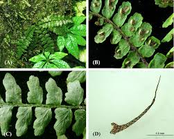 Image result for Asplenium inaequilaterale