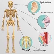 Types Of Cartilage Front View Skeleton Cartilage Hyaline Cartilage Body