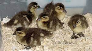 Your mandarin duckling stock images are ready. Images Mandarin Ducklings Google Search Ducklings Animals Mandarin Duck