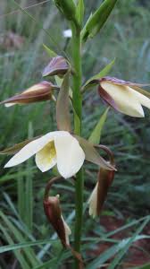 Image result for Eulophia ovalis