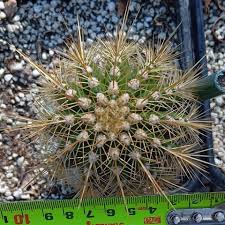 Image result for Triumfetta trichocarpa