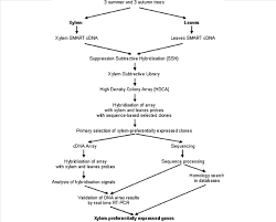 flow chart describing the strategy for identifying unigenes