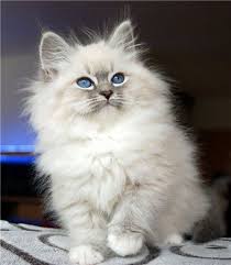 Birman Kittens For Sale Near Me Romantic Melody S Neva Masquarade Sibirische Katze Toulouse Romantic Melodys Fluffycatsbreedsblueeye Ragdoll Cats For Sale Birman Kittens Fluffy Kittens