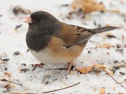Randy's Natural World: the dark-eyed junco | Lifestyles | theadanews.com