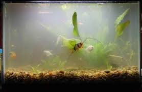 Cloudy Fish Tank Water Why Aquarium Water Turns Milky Or Hazy Fish Tank Aquarium Pet Fish
