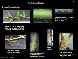 Image result for Desmodium subsecundum