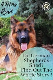They will be losing their summer coat which is a finer hair. Do German Shepherds Shed A Lot Here Are 5 Easy Solutions Glamorous Dogs German Shepherd Shedding German Shepherd German Shepherd Dogs