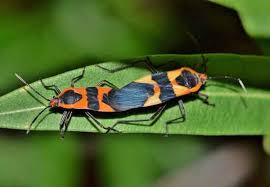 How To Get Rid Of Milkweed Bugs Quickly Grow Gardener Blog In 2020 Milkweed Milkweed Seeds Butterfly Garden Plants