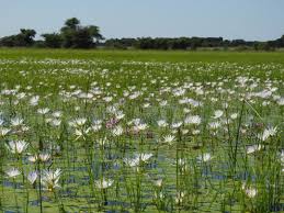 Image result for Grewia hornbyi