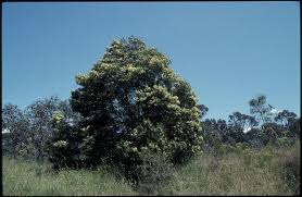 Image result for Acacia mearnsii