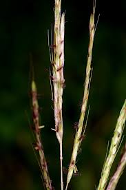 Image result for Bothriochloa bladhii