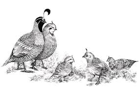 Quail Family Outing Drawing By Alice Chen We test all of our tutorials, both by kids and with my partner who always claims he is the worst when it comes to drawing. quail family outing by alice chen