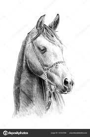 Tekeningen Om Na Te Tekenen Paarden Nordkind Na Nordkind Om Paarden Te Tekenen Tekeningen Horse Drawings Horses Pencil Drawings