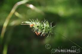 Image result for Lipocarpha atra